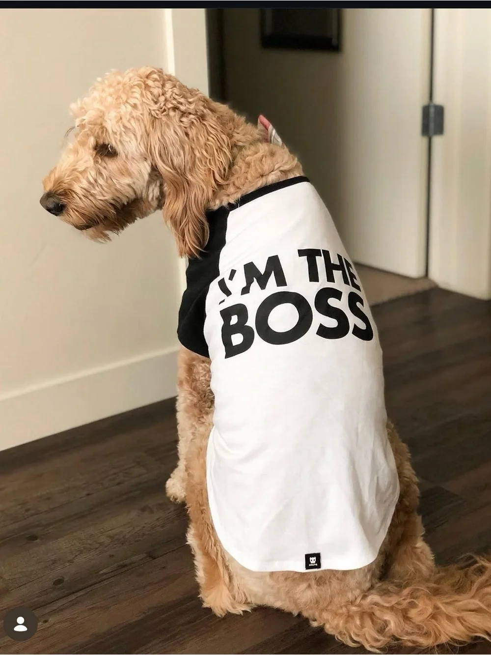 Dog Accessories